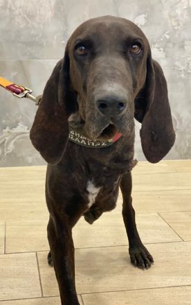 Lasko, geb. ca. 12/2022, lebt in GRIECHENLAND, auf einer privaten Pflegestelle