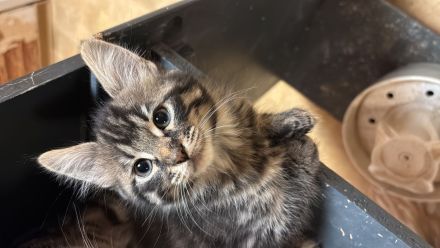 Maine coon kitten