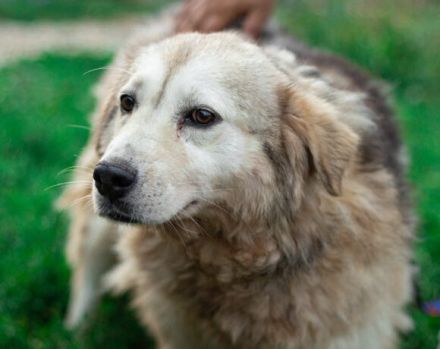 Chewbacca sucht seinen Altersruhesitz