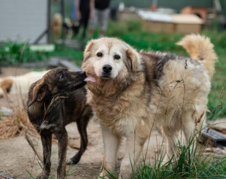 Chewbacca sucht seinen Altersruhesitz