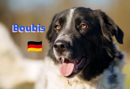 Boubis, 01/22 - Toller Begleiter für Erfahrene!