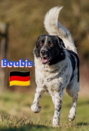 Boubis, 01/22 - Toller Begleiter für Erfahrene!
