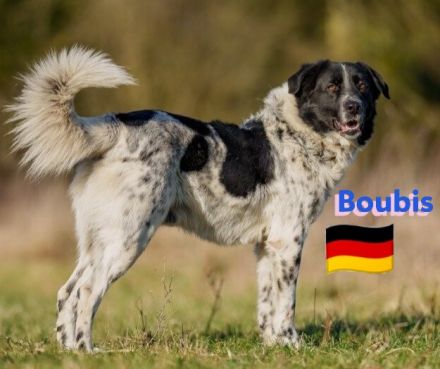 Boubis, 01/22 - Toller Begleiter für Erfahrene!