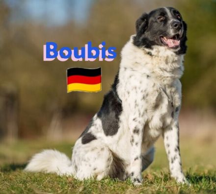 Boubis, 01/22 - Toller Begleiter für Erfahrene!
