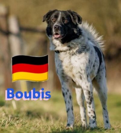 Boubis, 01/22 - Toller Begleiter für Erfahrene!