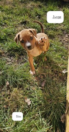 Cane Corso Mix Welpen/Babys 24.01.2025