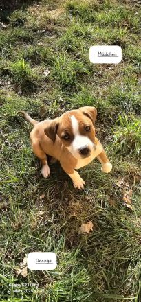 Cane Corso Mix Welpen/Babys 24.01.2025