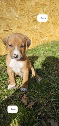 Cane Corso Mix Welpen/Babys 24.01.2025