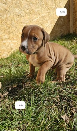 Cane Corso Mix Welpen/Babys 24.01.2025