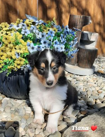 2 bildschöne, typvolle u.wesensfeste American-Collie-Welpen in trikolor