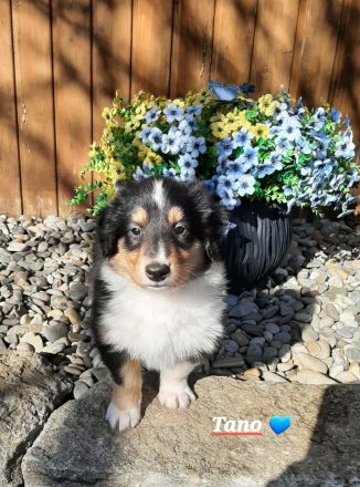 2 bildschöne, typvolle u.wesensfeste American-Collie-Welpen in trikolor