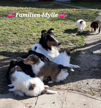 2 bildschöne, typvolle u.wesensfeste American-Collie-Welpen in trikolor