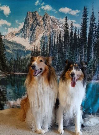 2 bildschöne, typvolle u.wesensfeste American-Collie-Welpen in trikolor