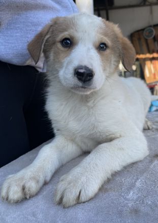 Chico, geb. ca. 10/2024, lebt in GRIECHENLAND, auf einer privaten Pflegestelle