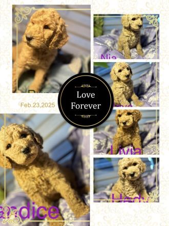 06493 Harzgerode XXL Großpudel in rot/ fawn apricot Königspudel suchen ihre Familien