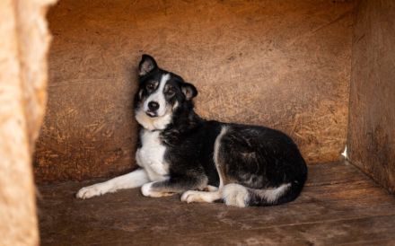 Unsere schüchterne Thali sucht einen warmes Körbchen bei geduldigen Menschen.