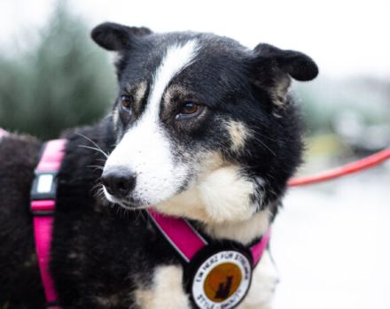 Unsere schüchterne Thali sucht einen warmes Körbchen bei geduldigen Menschen.