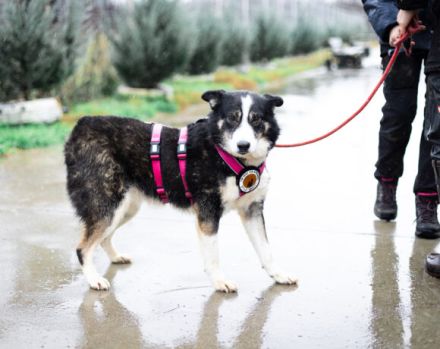 Unsere schüchterne Thali sucht einen warmes Körbchen bei geduldigen Menschen.