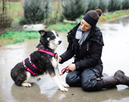 Unsere schüchterne Thali sucht einen warmes Körbchen bei geduldigen Menschen.