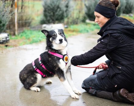 Unsere schüchterne Thali sucht einen warmes Körbchen bei geduldigen Menschen.
