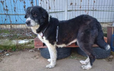 Traumhündin Gracia hofft auf ihre große Chance!