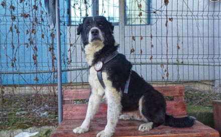 Traumhündin Gracia hofft auf ihre große Chance!