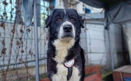 Traumhündin Gracia hofft auf ihre große Chance!