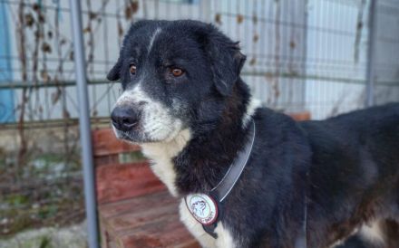 Traumhündin Gracia hofft auf ihre große Chance!