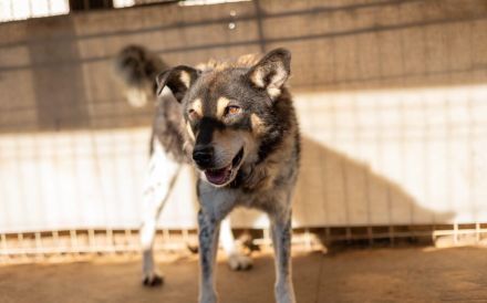 Roscoe - ein wahrer Rohdiamant sucht ein Zuhause