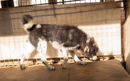 Roscoe - ein wahrer Rohdiamant sucht ein Zuhause