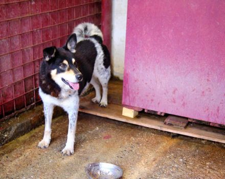 Roscoe - ein wahrer Rohdiamant sucht ein Zuhause