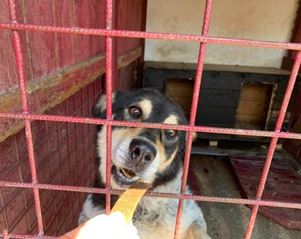 Roscoe - ein wahrer Rohdiamant sucht ein Zuhause