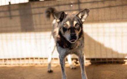 Roscoe - ein wahrer Rohdiamant sucht ein Zuhause