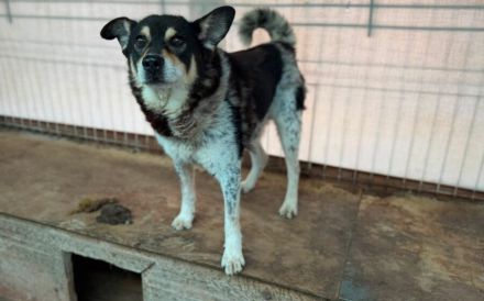 Roscoe - ein wahrer Rohdiamant sucht ein Zuhause