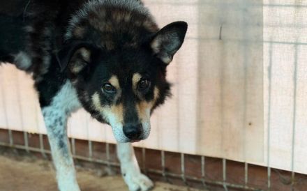 Roscoe - ein wahrer Rohdiamant sucht ein Zuhause