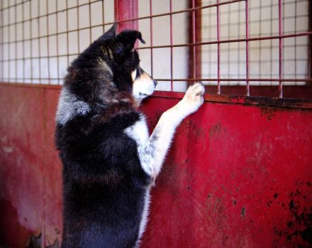 Roscoe - ein wahrer Rohdiamant sucht ein Zuhause