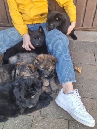 Schäferhundwelpen mit geradem Rücken...