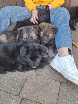 Schäferhundwelpen mit geradem Rücken...