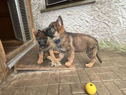 grau-braune Schäferhundwelpen