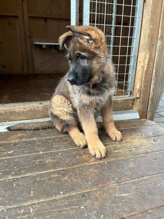 grau-braune Schäferhundwelpen