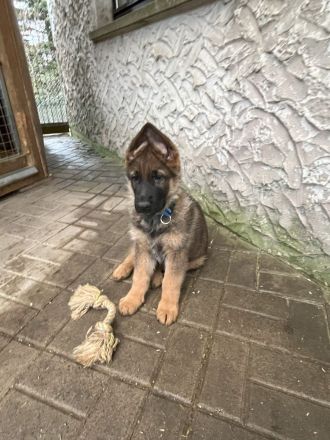 grau-braune Schäferhundwelpen