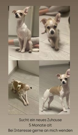 Kleine Nala sucht neues zu Hause