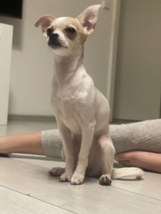 Kleine Nala sucht neues zu Hause