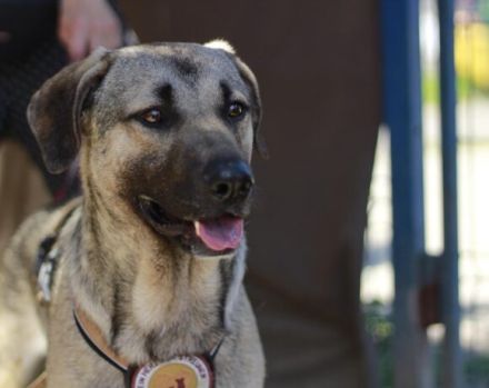 Basti hatte noch nie ein richtiges Zuhause. Schenkst du ihm eins?