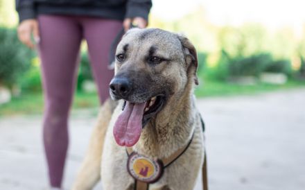 Basti hatte noch nie ein richtiges Zuhause. Schenkst du ihm eins?