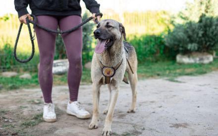 Basti hatte noch nie ein richtiges Zuhause. Schenkst du ihm eins?