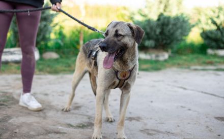 Basti hatte noch nie ein richtiges Zuhause. Schenkst du ihm eins?