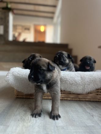 Mega süße Malinoi-Mix Welpen