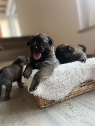 Mega süße Malinoi-Mix Welpen