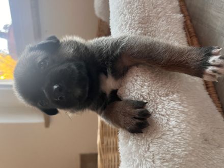 Mega süße Malinoi-Mix Welpen